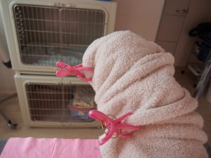 o1383103713718263392