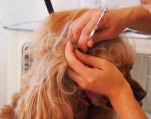 o3697292113718248235