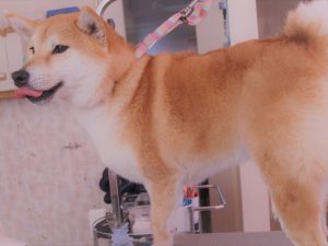 柴犬と悲鳴と私 千葉県流山市のドッグサロン One To Wan