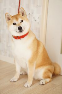 柴犬と悲鳴と私 千葉県流山市のドッグサロン One To Wan